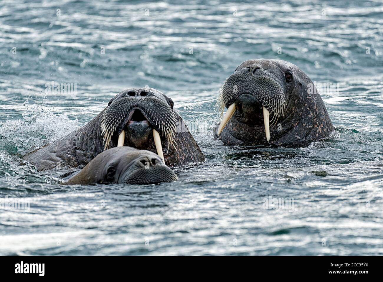 Group of Walrus (Odobenus rosmarus),  in sea at Torellnesfjellet, Nordaustlandet, Svalbard, Norway Stock Photo