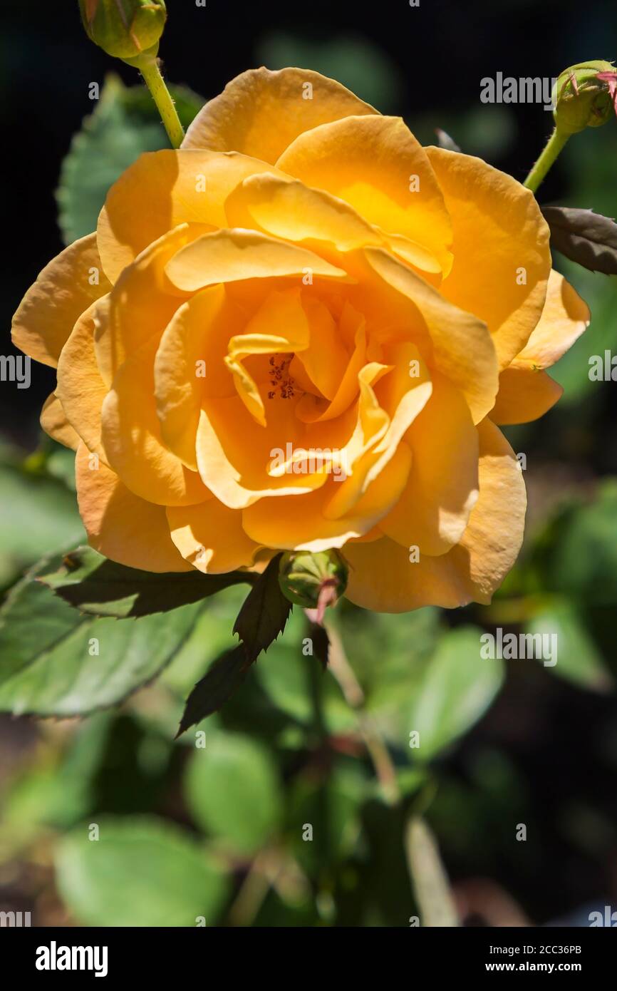 Yellow Rosa Shrub Rose Stock Photo Alamy