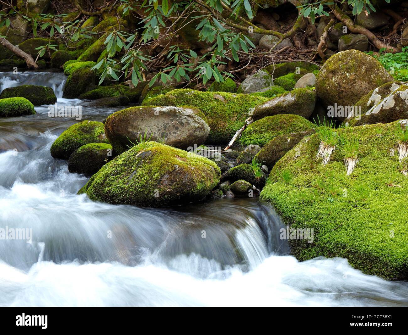 Moss Covered Boulders in a Smokey Mountains Stream in Tennessee Stock Photo