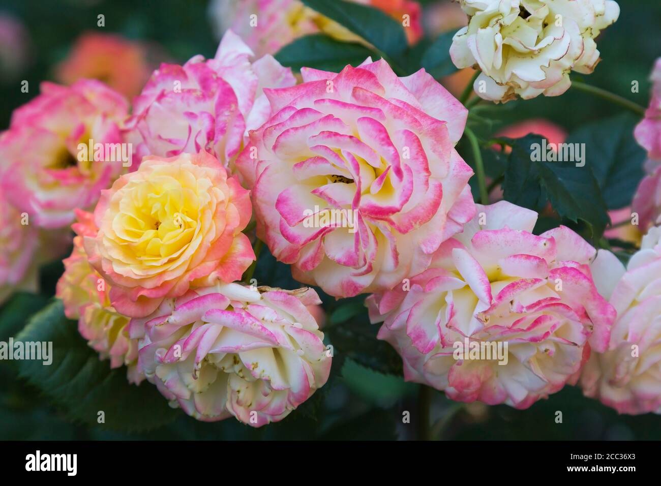 Rosa 'Gartenspass' - Floribunda Roses with Botrytis - fungal disease on petals. Stock Photo
