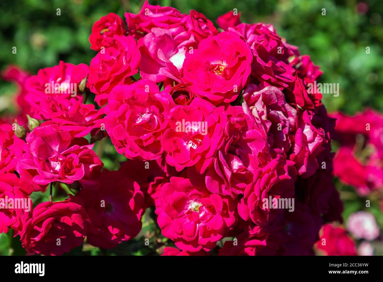Rosa 'Eutin' - Floribunda Roses Stock Photo - Alamy