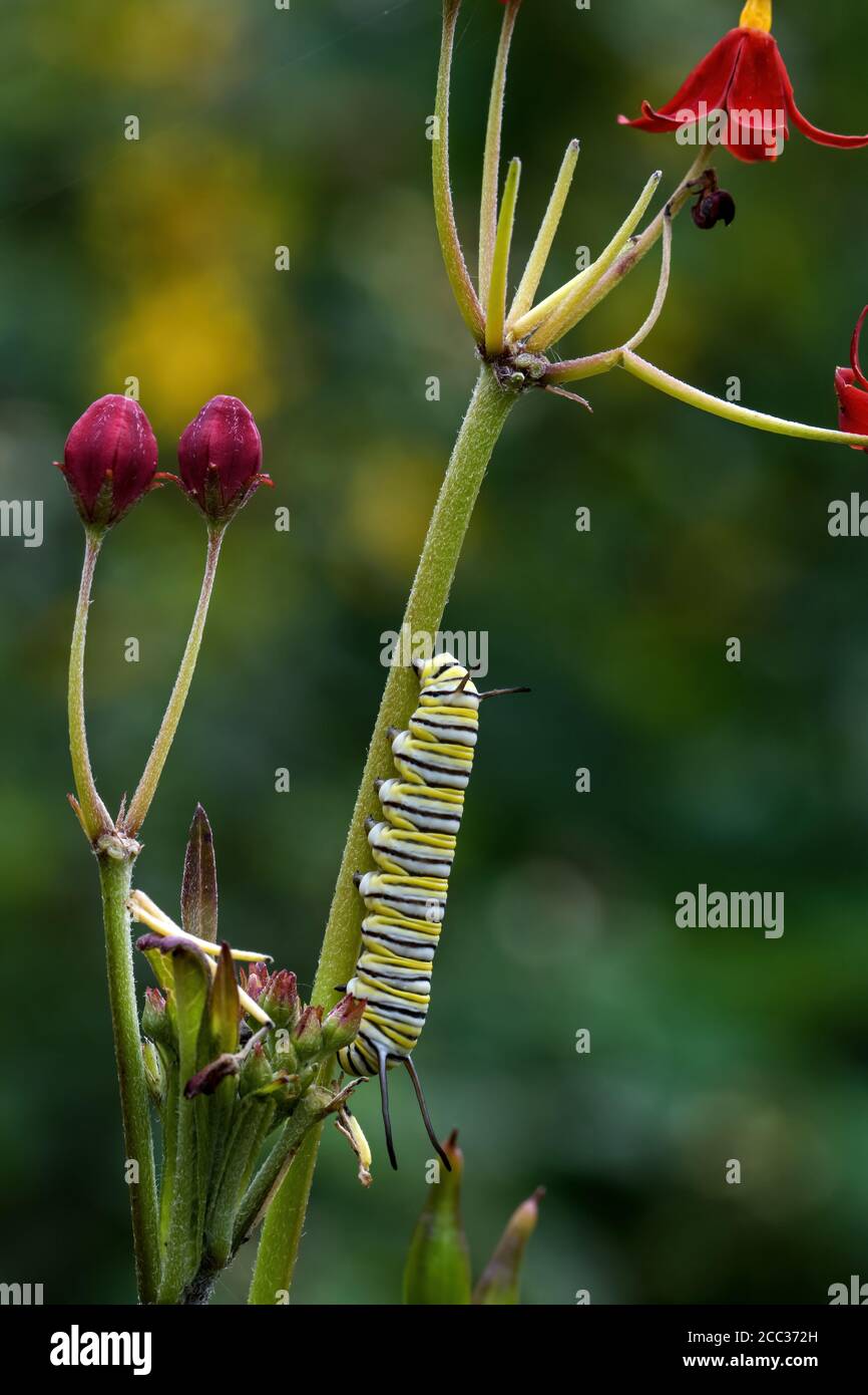 Monarch butterfly caterpillar on tropical or annual milkweed. It is a milkweed butterfly and the female egg-laying monarch prefers the annual milkweed Stock Photo