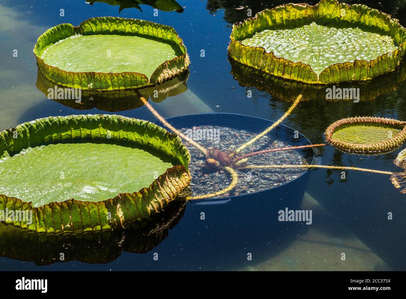 Victoria amazonica - Giant Water Lily plants growing in black plastic container submerged on the bottom of a man-made concrete pond. Stock Photo