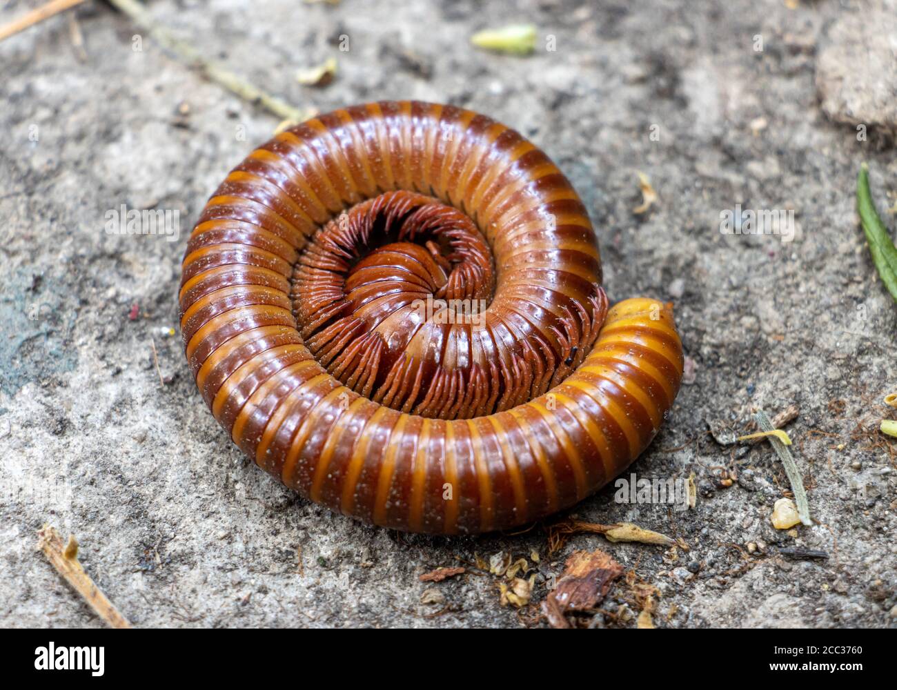 Closeup of red millipede curled to round. A orange Giant Millipede on ground, close up. Stock Photo