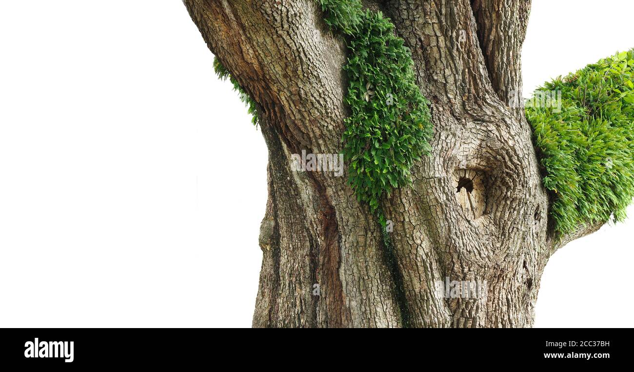 The Trunk of a Huge Live Oak Tree with Resurrection Fern Growing on It Isolated on White Stock Photo