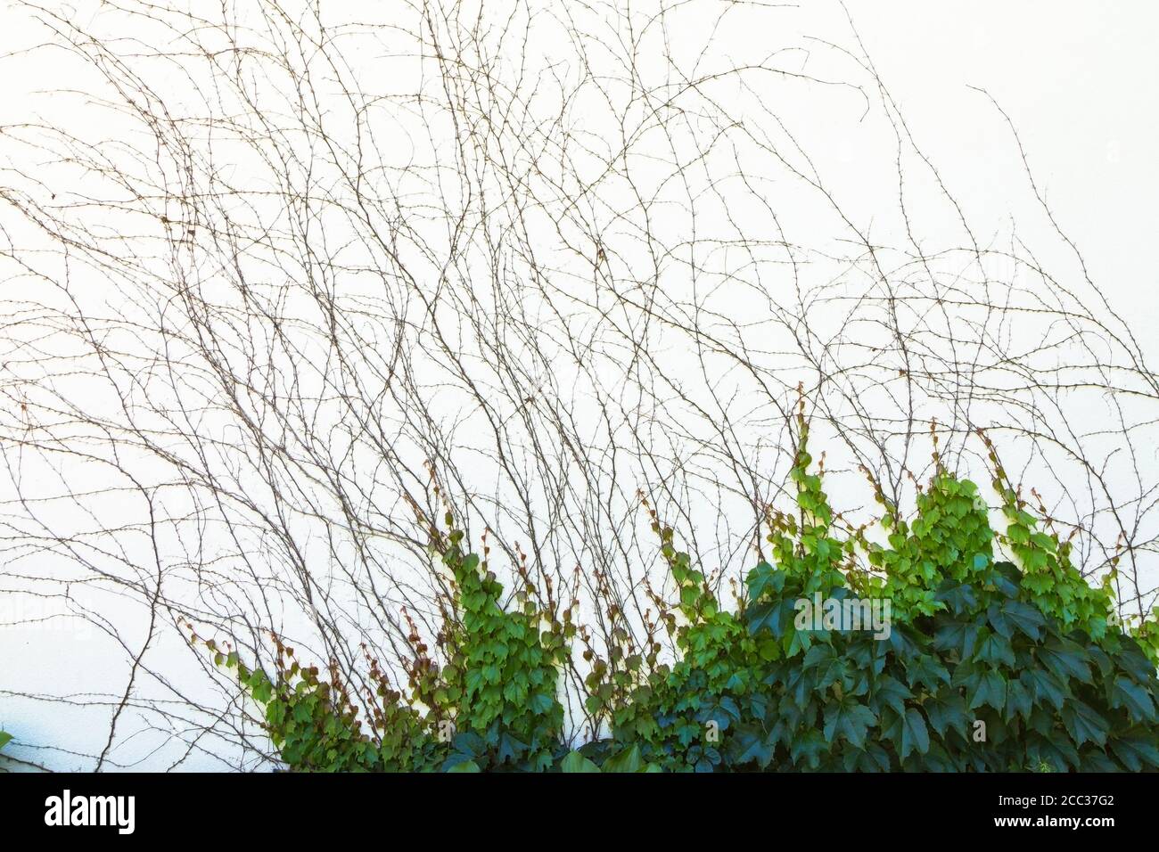 Vitis Climbing vines on white stucco wall Stock Photo Alamy