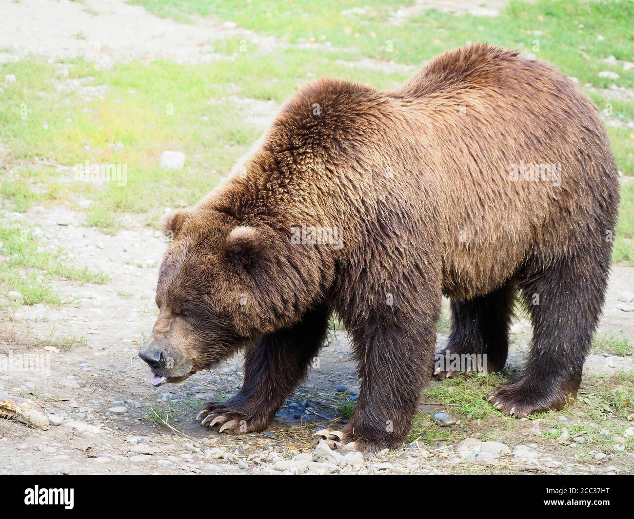 Closeup of a Large Male Grizzly or Brown Bear Stock Photo