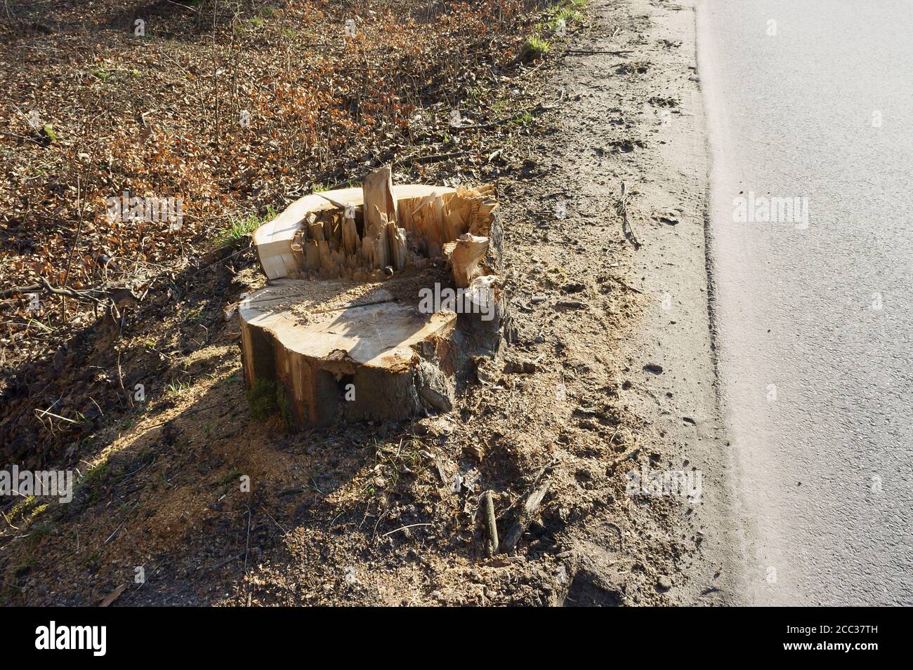 felled the tree, sawed the trunk of the tree, felling trees on the road ...