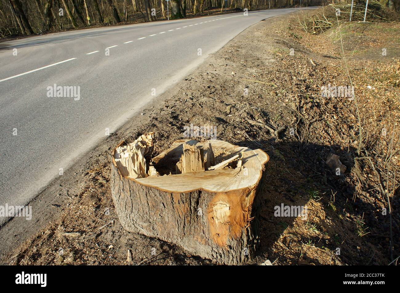 felled the tree, sawed the trunk of the tree, felling trees on the road ...
