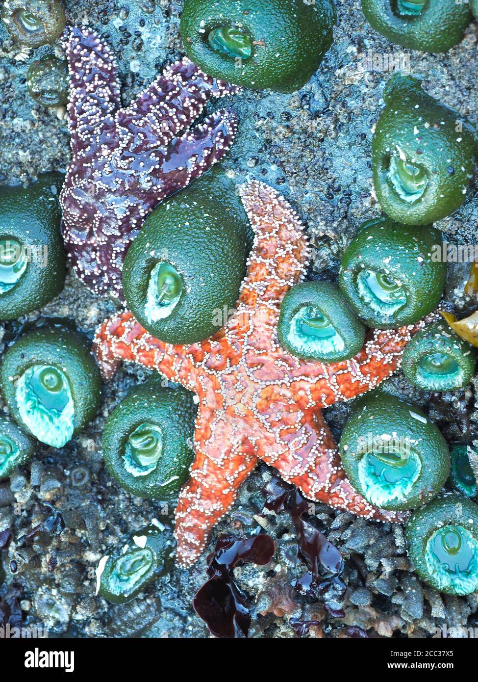 Sea Stars and Sea Anemone in Washington Pacific Coast Tide Pool Stock Photo