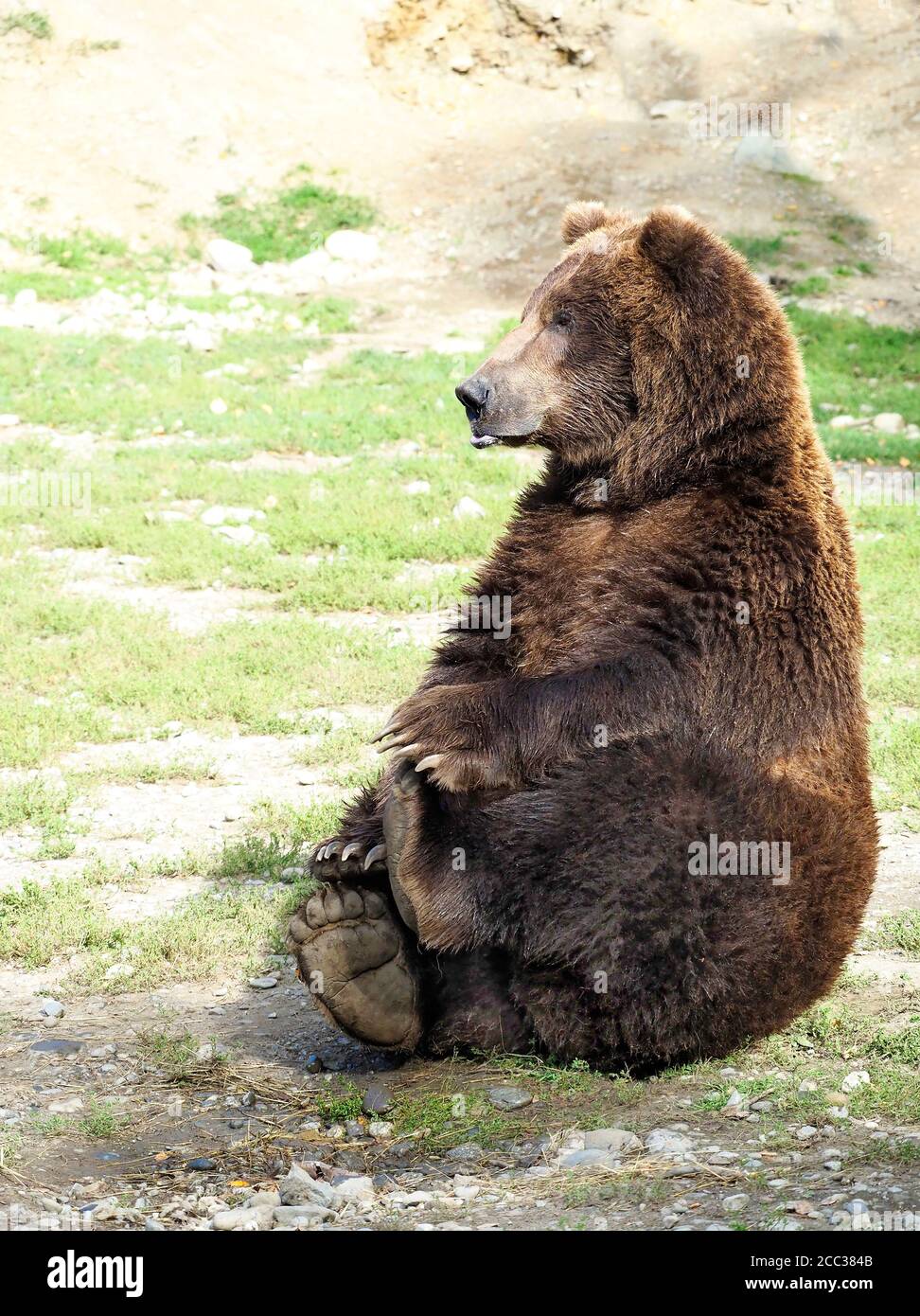 Comical Adult Male Grizzly Bear Sitting While Holding His Hind Feet Stock Photo