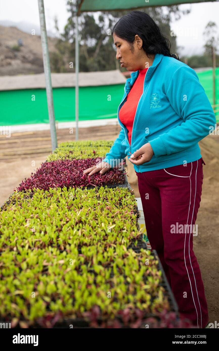 A woman smallholder farmer works to weed vegetable seedlings in her  greenhouse nursery bed on her farm in Pachamac District, Peru, South  America Stock Photo - Alamy