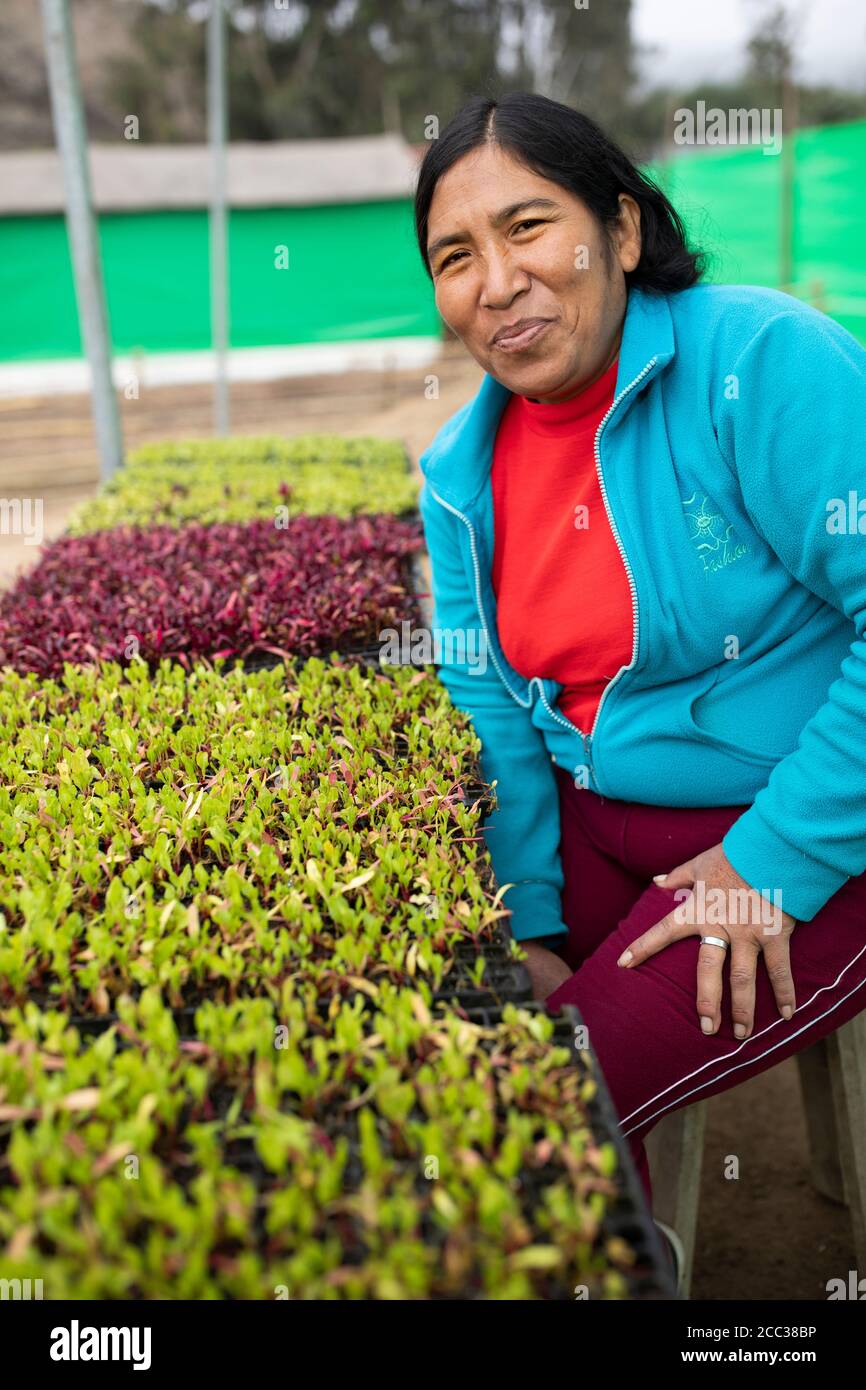 A woman smallholder farmer works to weed vegetable seedlings in her