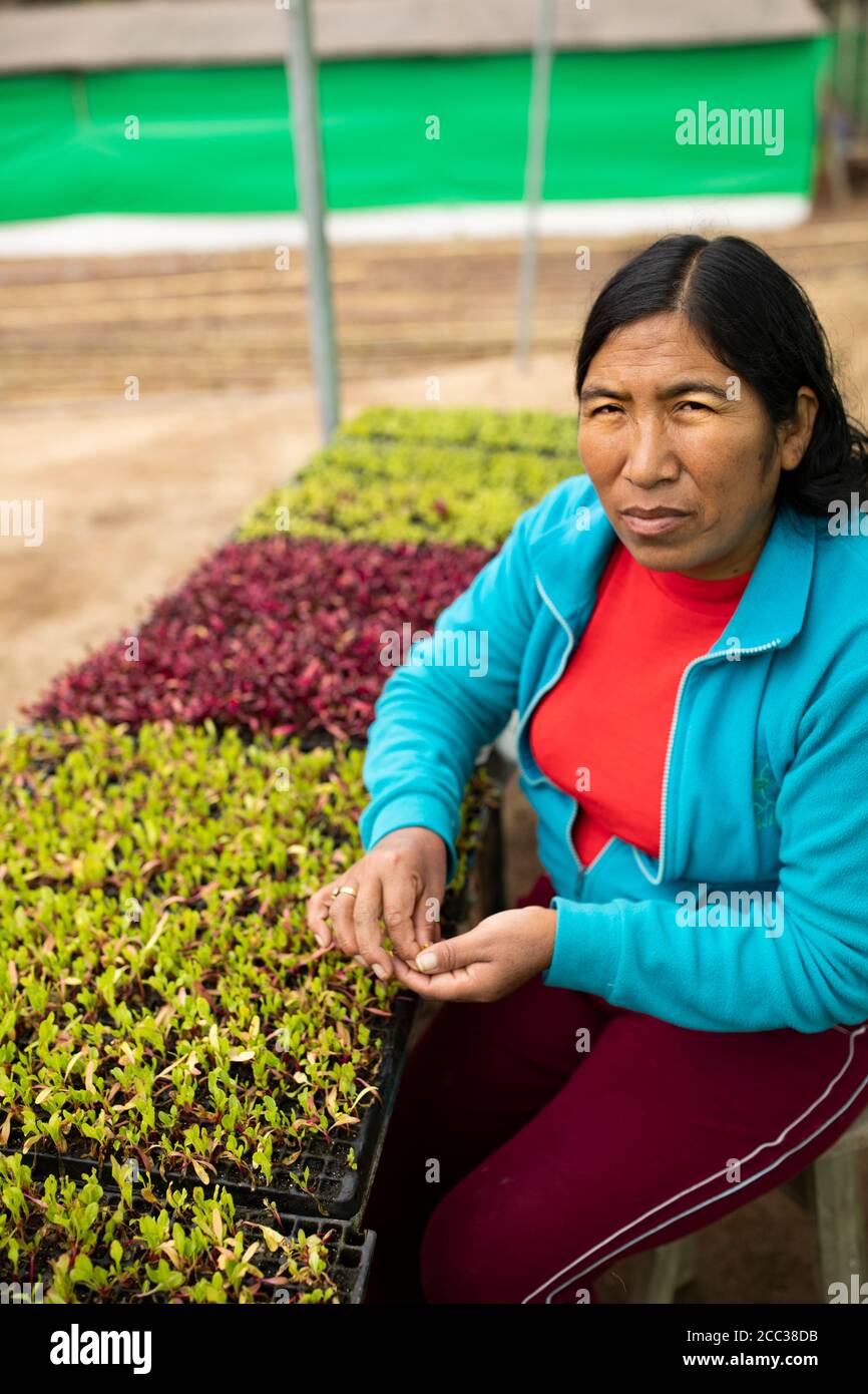 A woman smallholder farmer works to weed vegetable seedlings in her