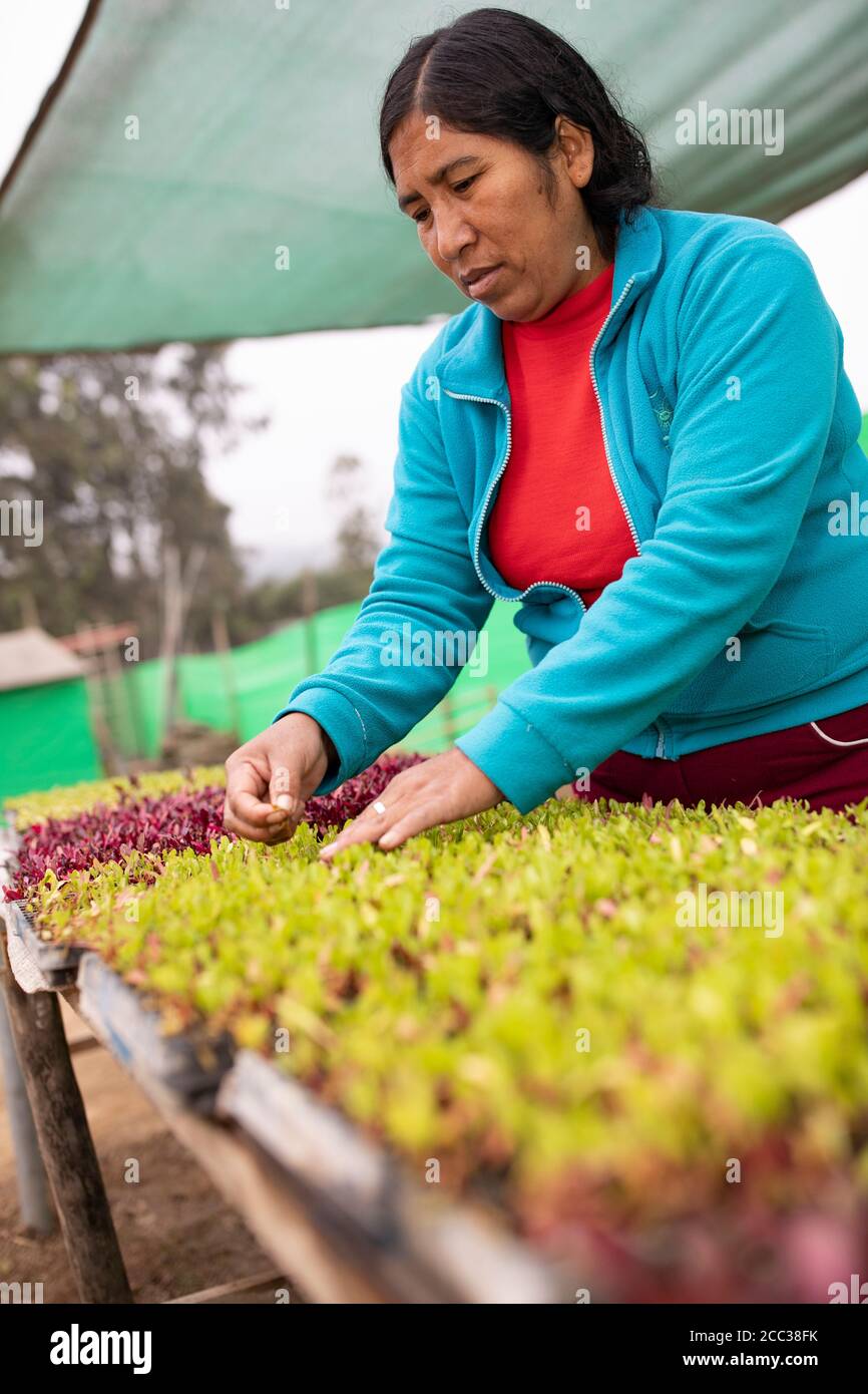 A woman smallholder farmer works to weed vegetable seedlings in her