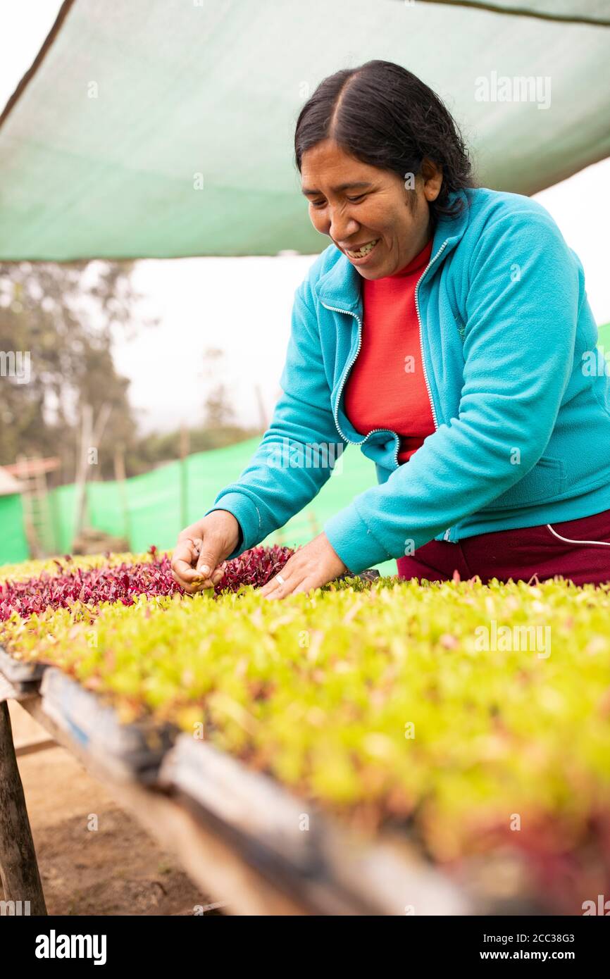 A woman smallholder farmer works to weed vegetable seedlings in her