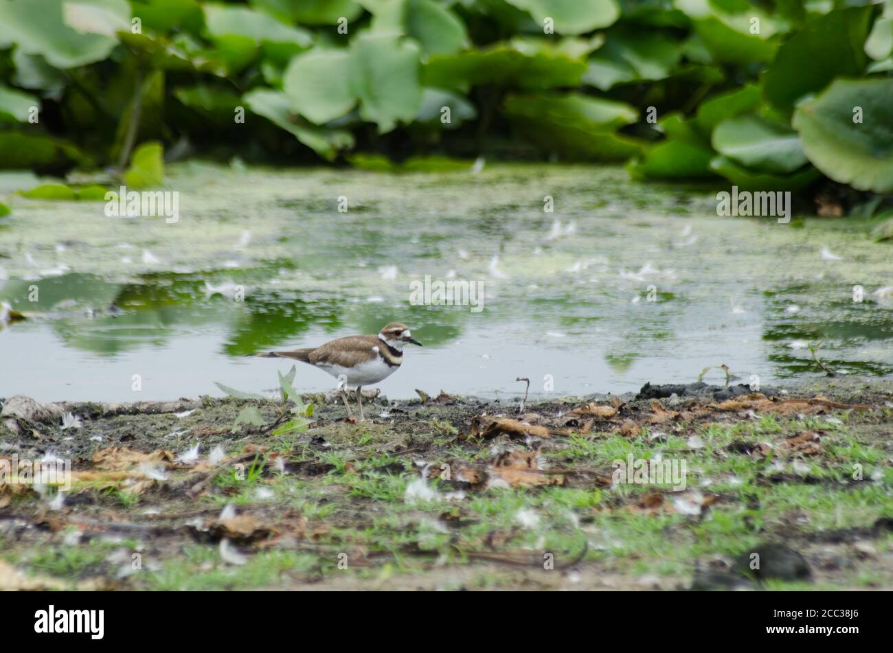 A Killdeer (Charadrius vociferus) is a large plover native to North America Stock Photo