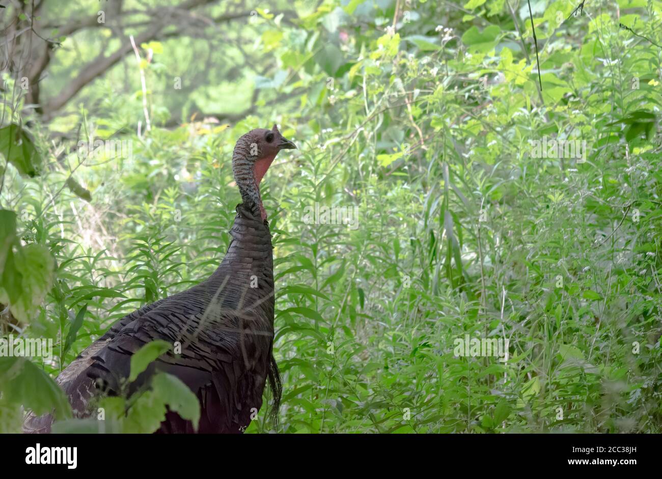 Wild Turkey (Meleagris gallopavo) is a game bird native to North America Stock Photo