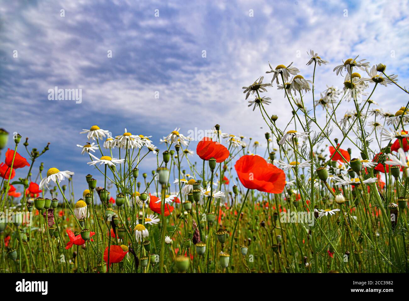 Real chamomile (Matricaria chamomilla) and corn poppy (Papaver rhoeas) in a fallow field, Bavaria, Germany, Europe Stock Photo