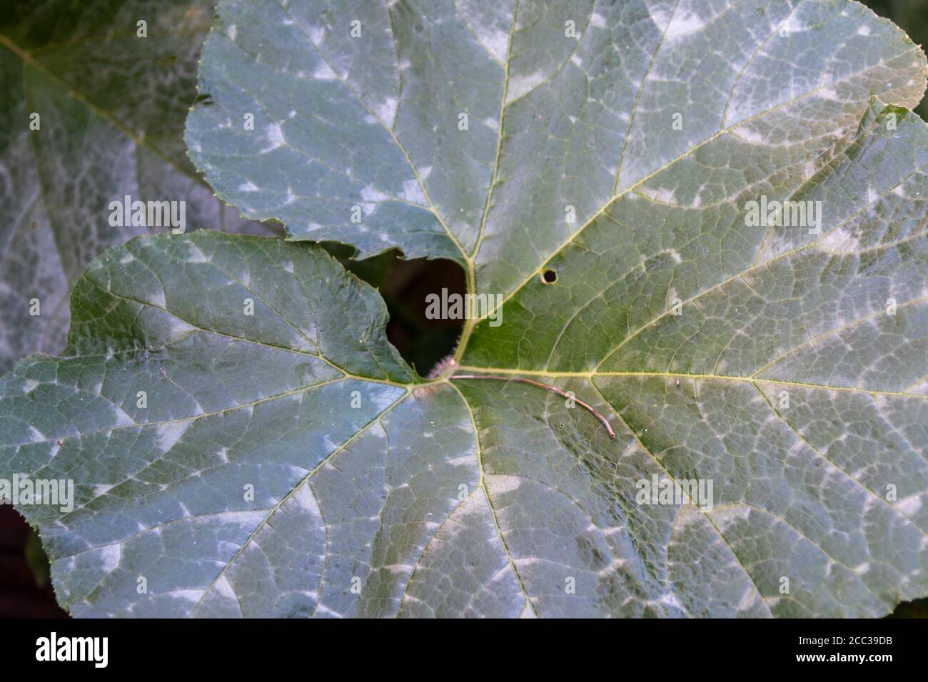 Planting pumpkin and leaves in the yard. Subsistence farming. Leaves of Cucurbita pepo, a plant belonging to the family of cucurbits Stock Photo