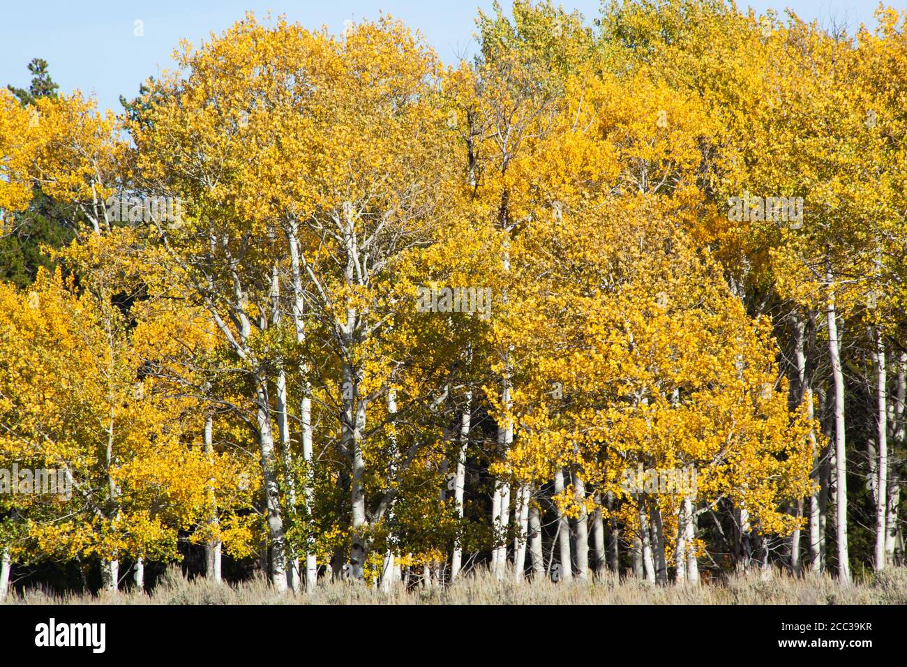 Yellow Birch Trees in the Autumn Stock Photo - Alamy