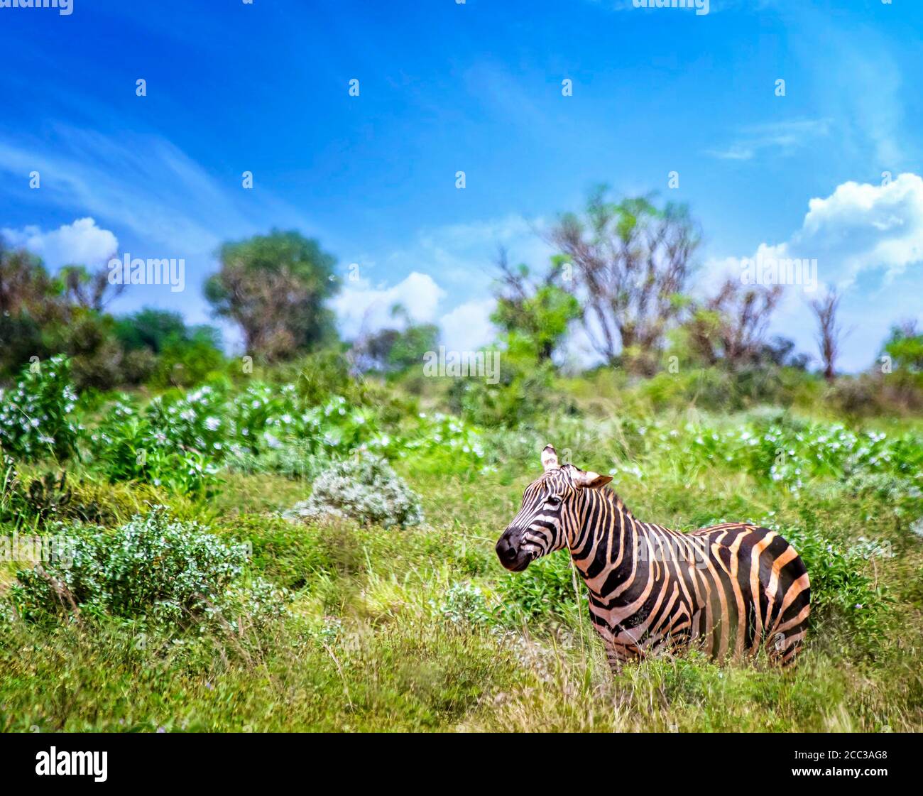 Grevy's zebra stands in the tall grass and sticks his tongue out. It is a wildlife photo in Africa, Kenya, Tsavo East National park. Stock Photo
