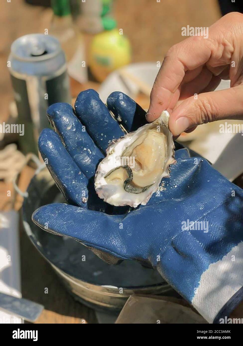 Gloved hand holding a fresh shucked raw Pacific oyster. Live shellfish. Ready to eat.  Close-up. Stock Photo