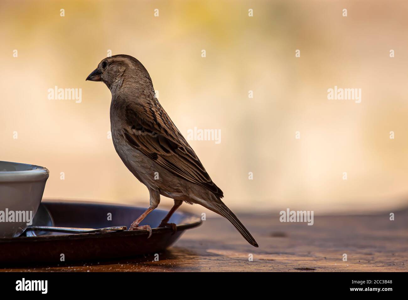 Close up isolated image of a wild sparrow landing on the rim of a breakfast plate on a wooden table. It came to scavenge over the crumbles on the plat Stock Photo