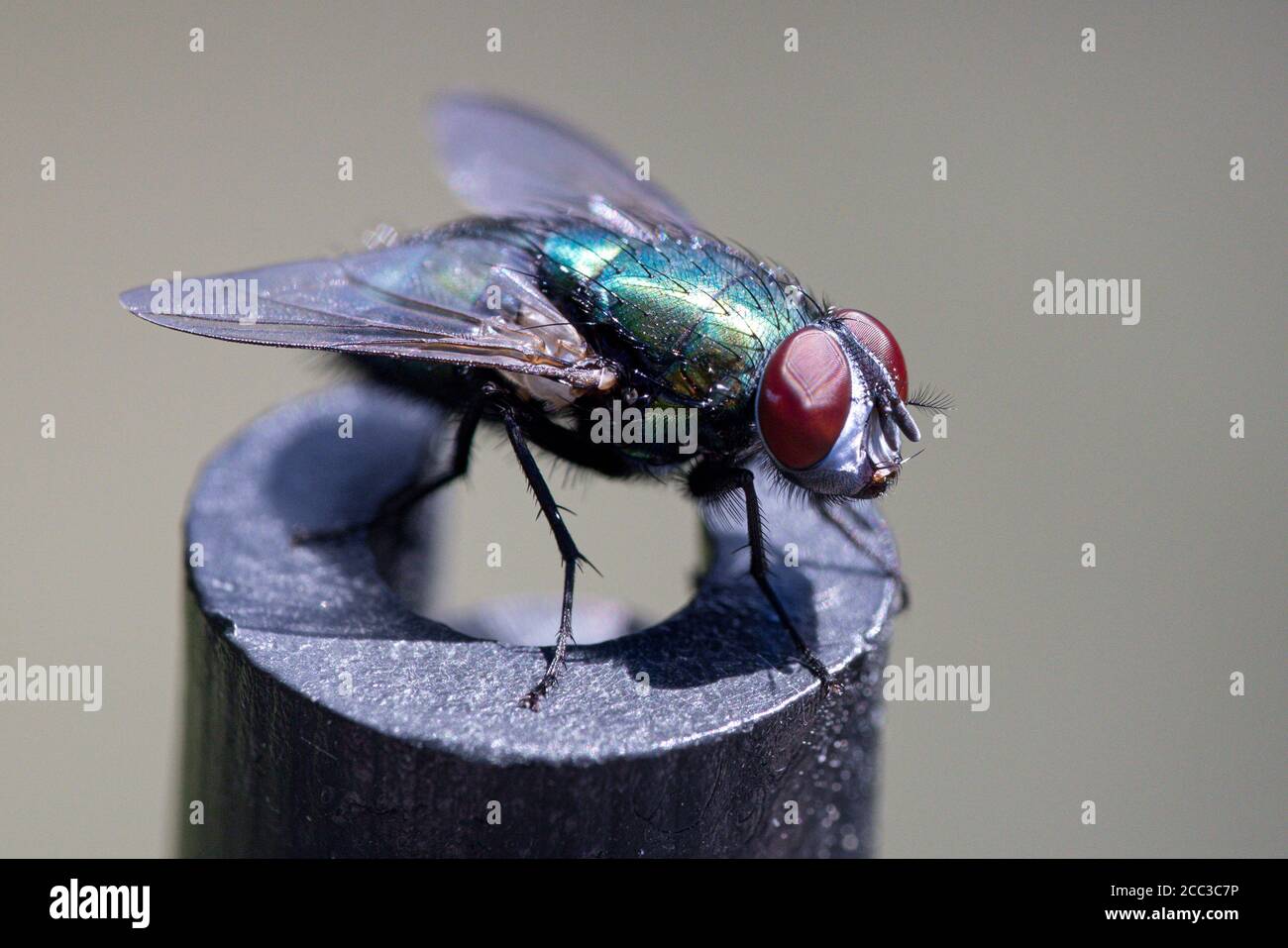 Macro photo of shiny blue green fly with red compound eyes Stock Photo