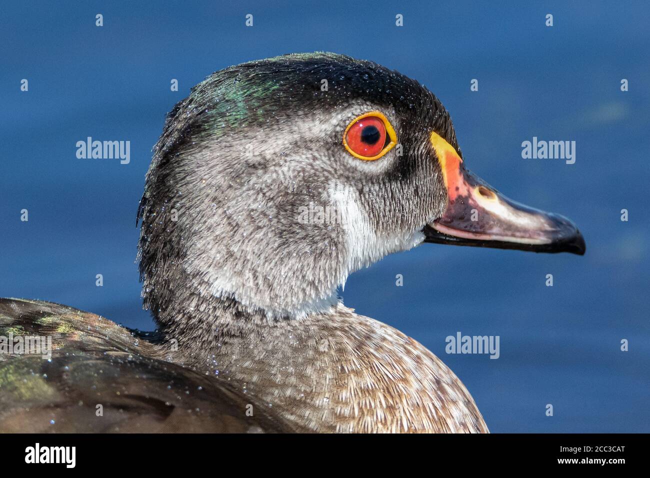 Extreme close up portrait of Wood duck head against blue water Stock