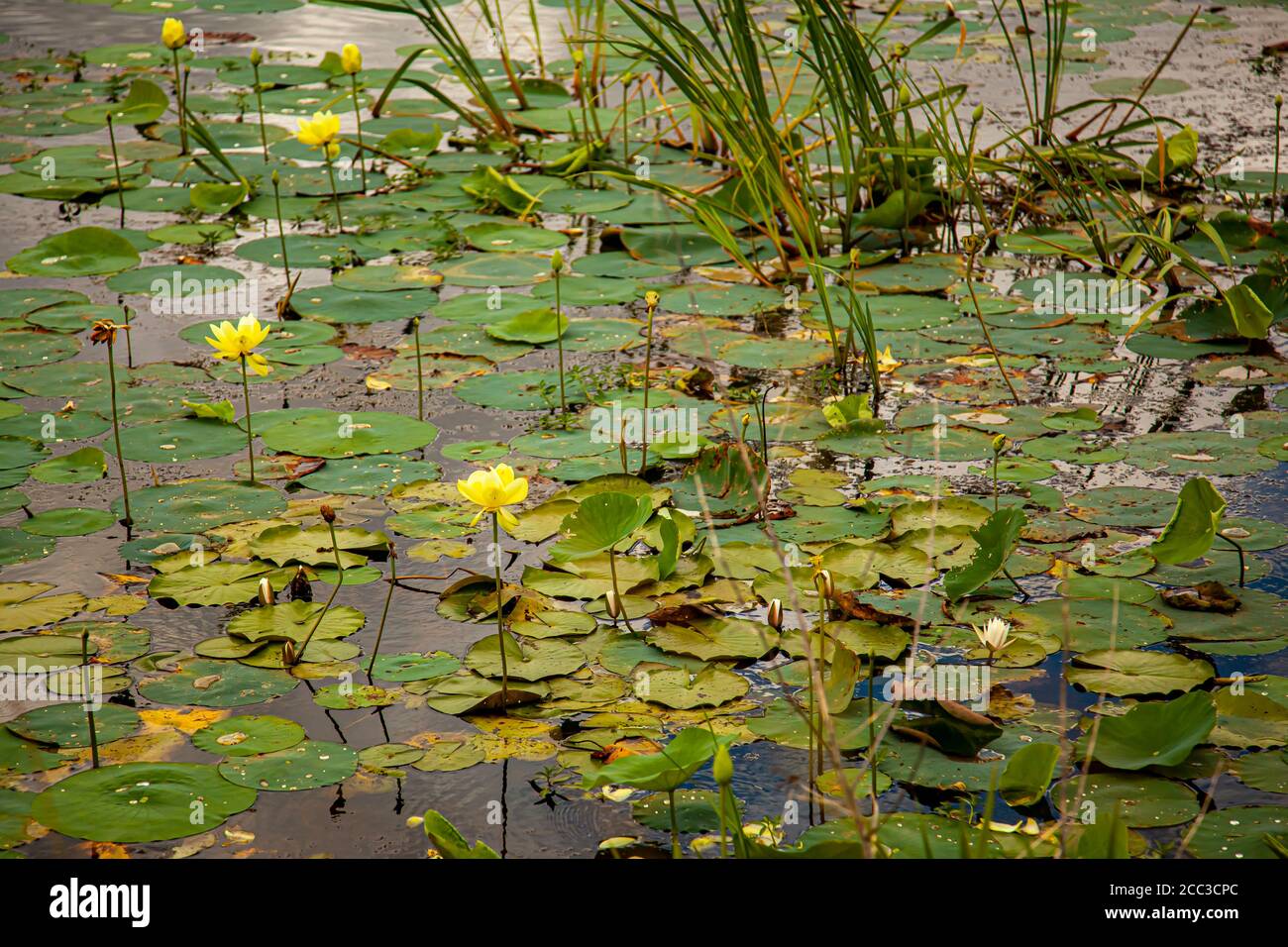 A close up view of a wetland featuring water lilies floating on surface of the water as well as grass and reeds. The lily pads have white and yellow f Stock Photo