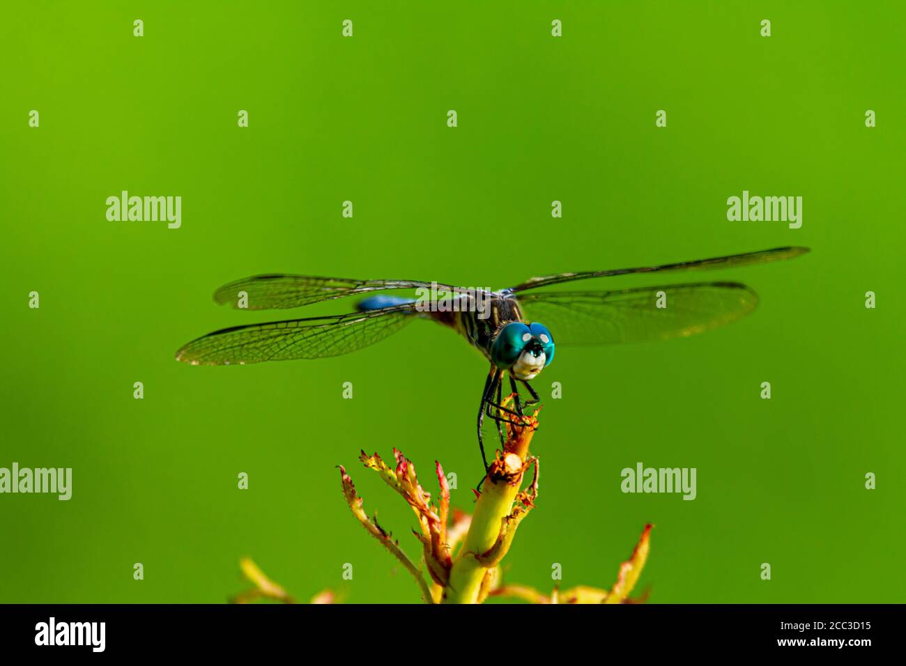A close up isolated image of a vibrant colored blue dasher dragonfly ...