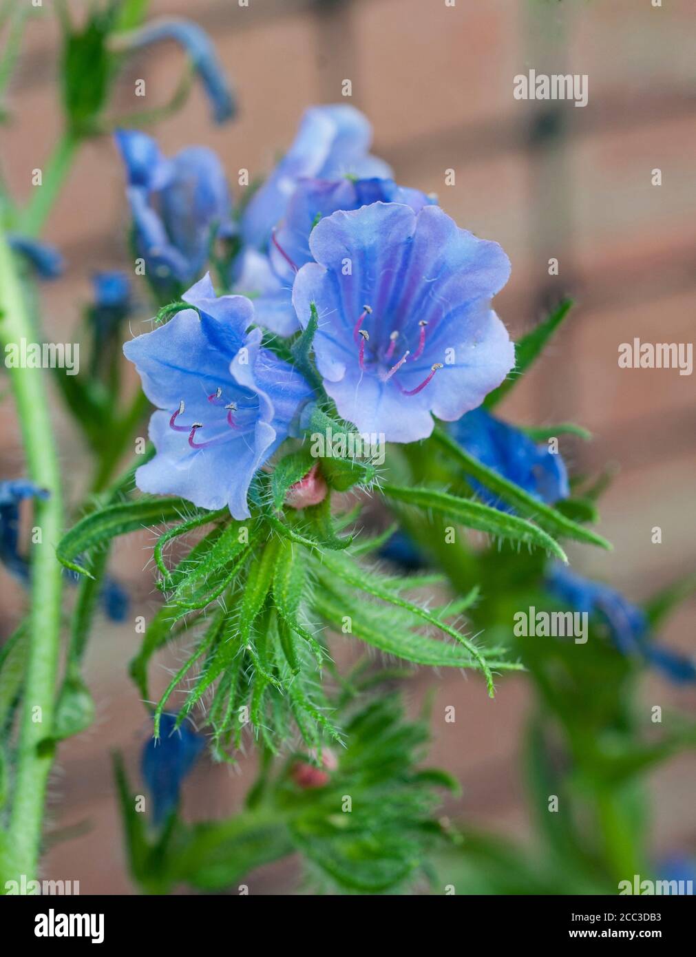 Close up of Echium vulgare Blue Bedder Vipers bugloss a hardy annual - biennial with blue flowers in summer that will self seed profusely if left.. Stock Photo