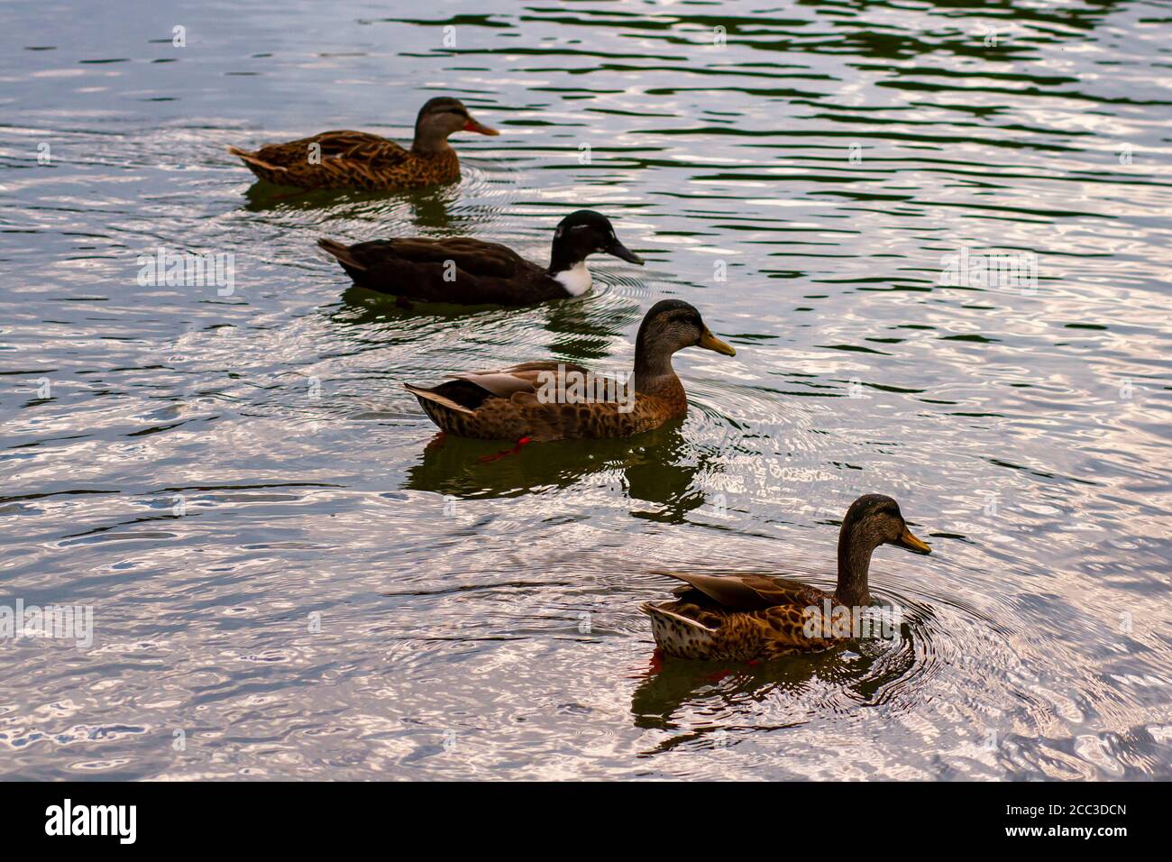 Close up isolated image of four dabbling ducks:  three  female mallards and a male crossbreed of mallard and muscovy ducks. They swim together in a ri Stock Photo