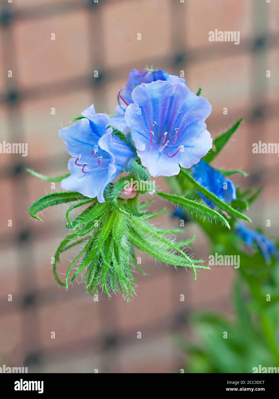 Close up of Echium vulgare Blue Bedder Vipers bugloss a hardy annual - biennial with blue flowers in summer that will self seed profusely if left.. Stock Photo