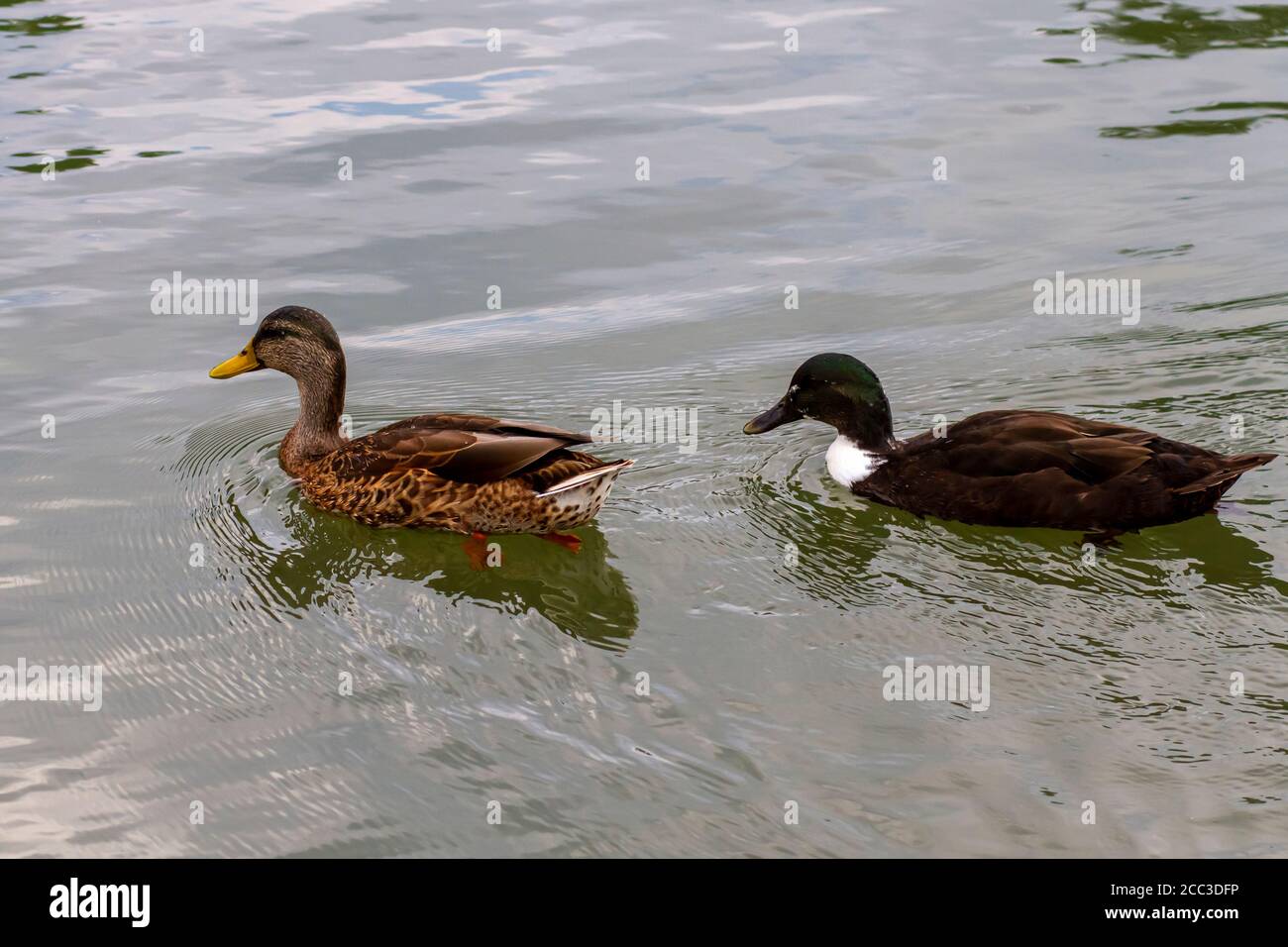 Close up isolated image of two dabbling ducks: A female mallard in the front and a male crossbreed of mallard and muscovy ducks. They swim together in Stock Photo