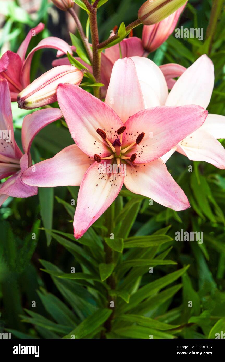 A pink and white Asiatic lily Lollypop showing Stigma and Stamen A 1a