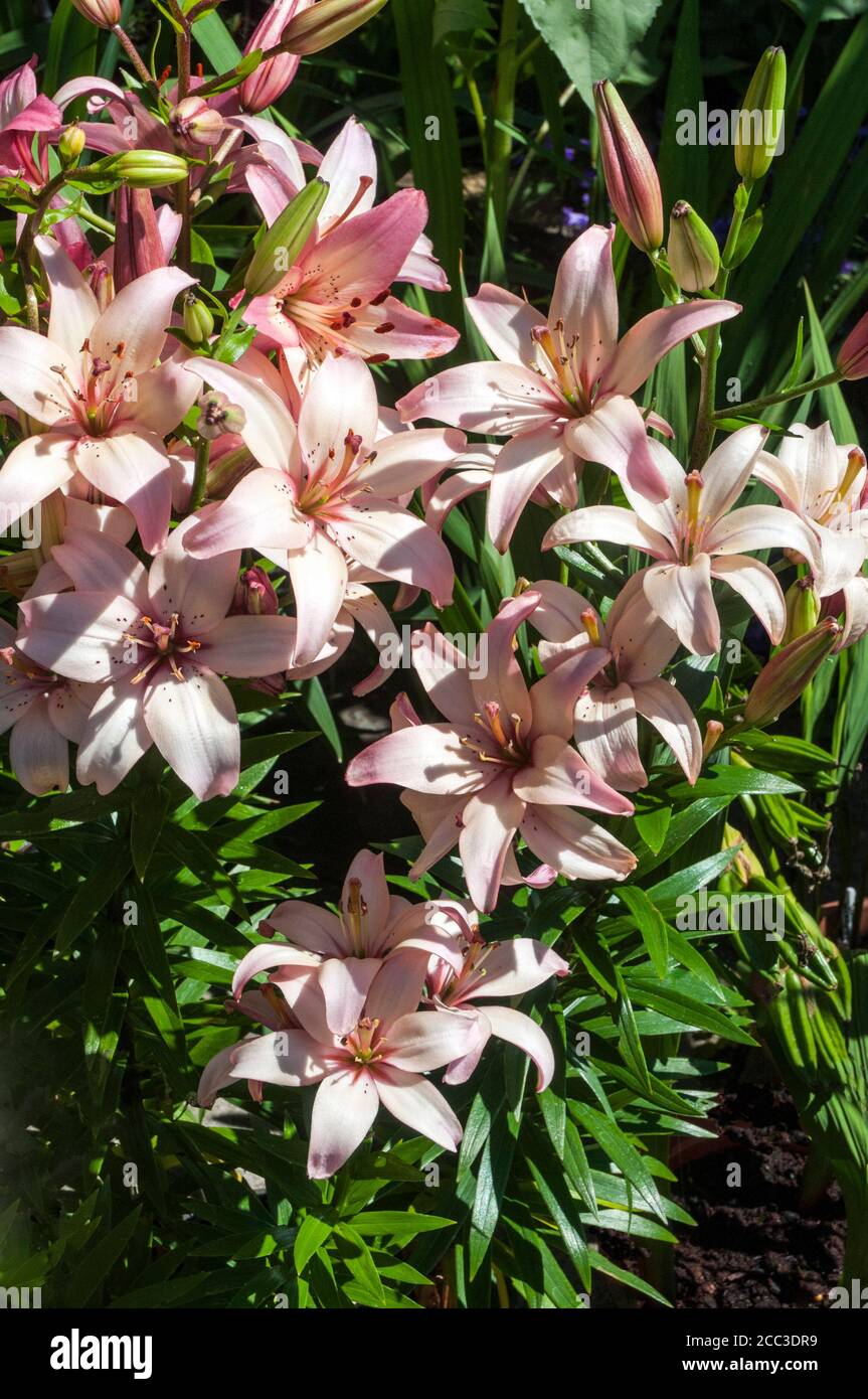 A group of pink and white Asiatic lily Lollypop showing Stigma and