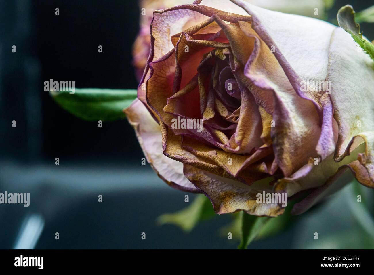 cut roses a little past their prime and dying Stock Photo Alamy