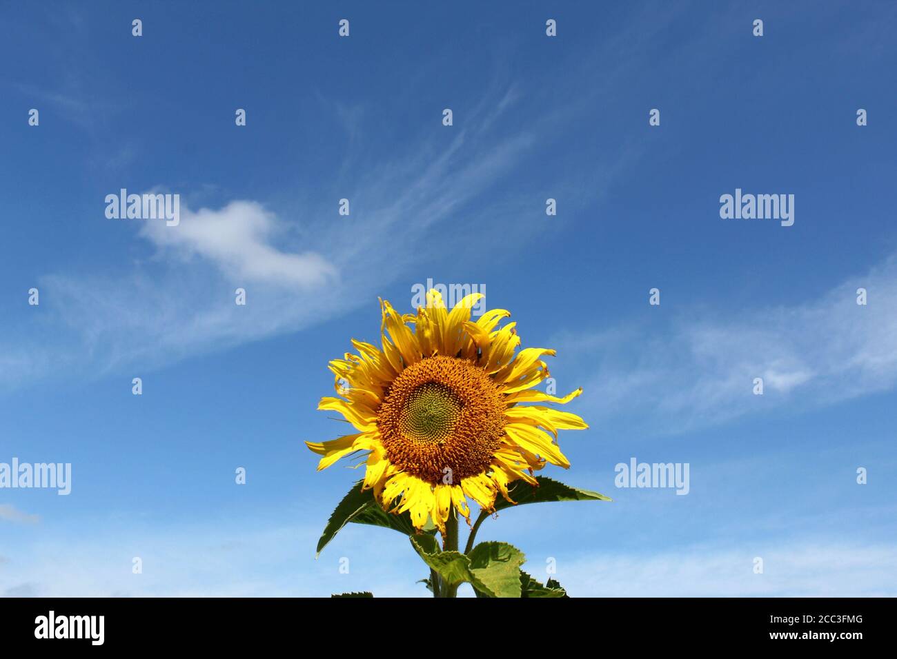 Sunflower on blue sky background Stock Photo