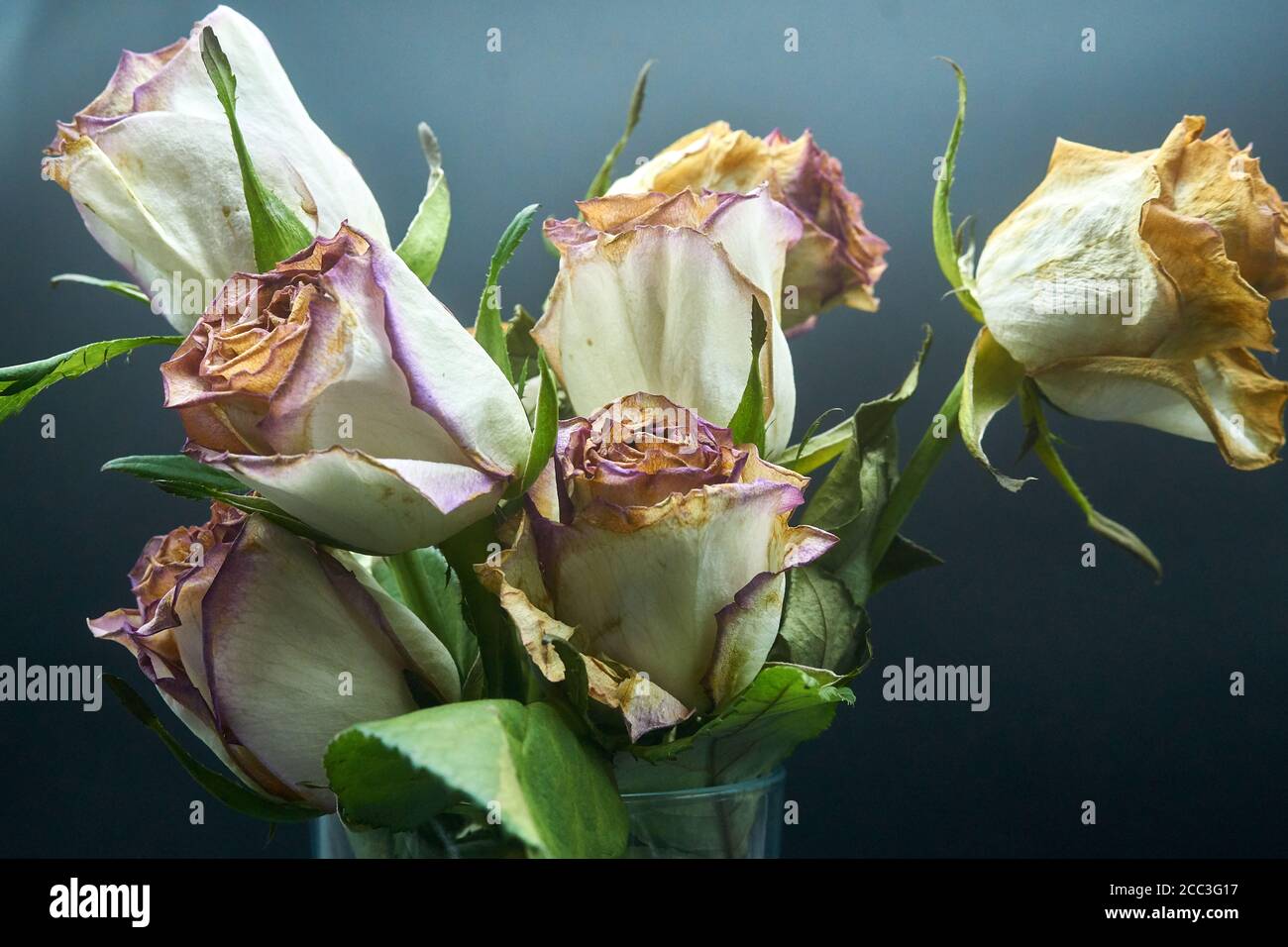 cut roses a little past their prime and dying Stock Photo Alamy