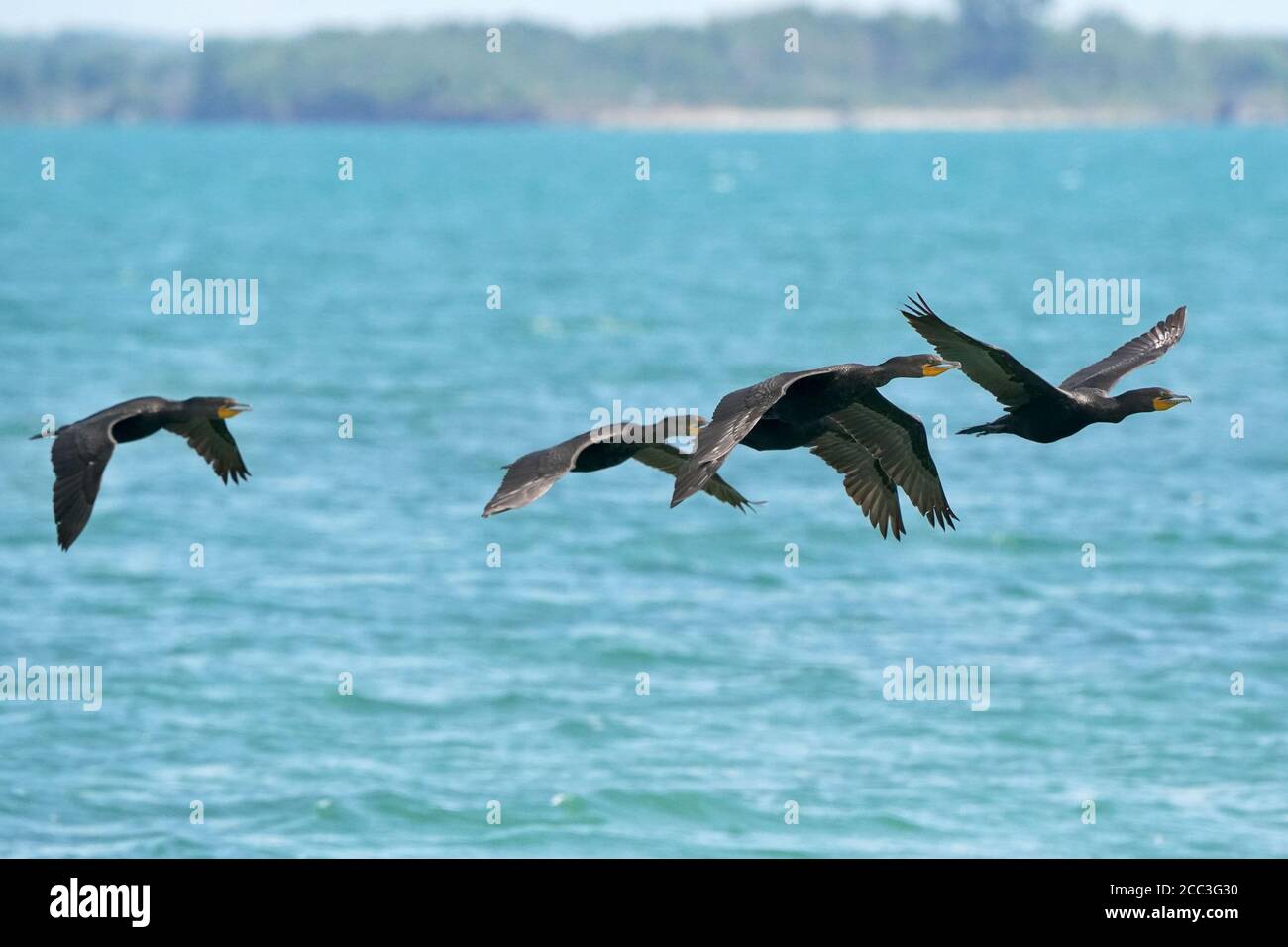 Cormorants in flight over water Stock Photo