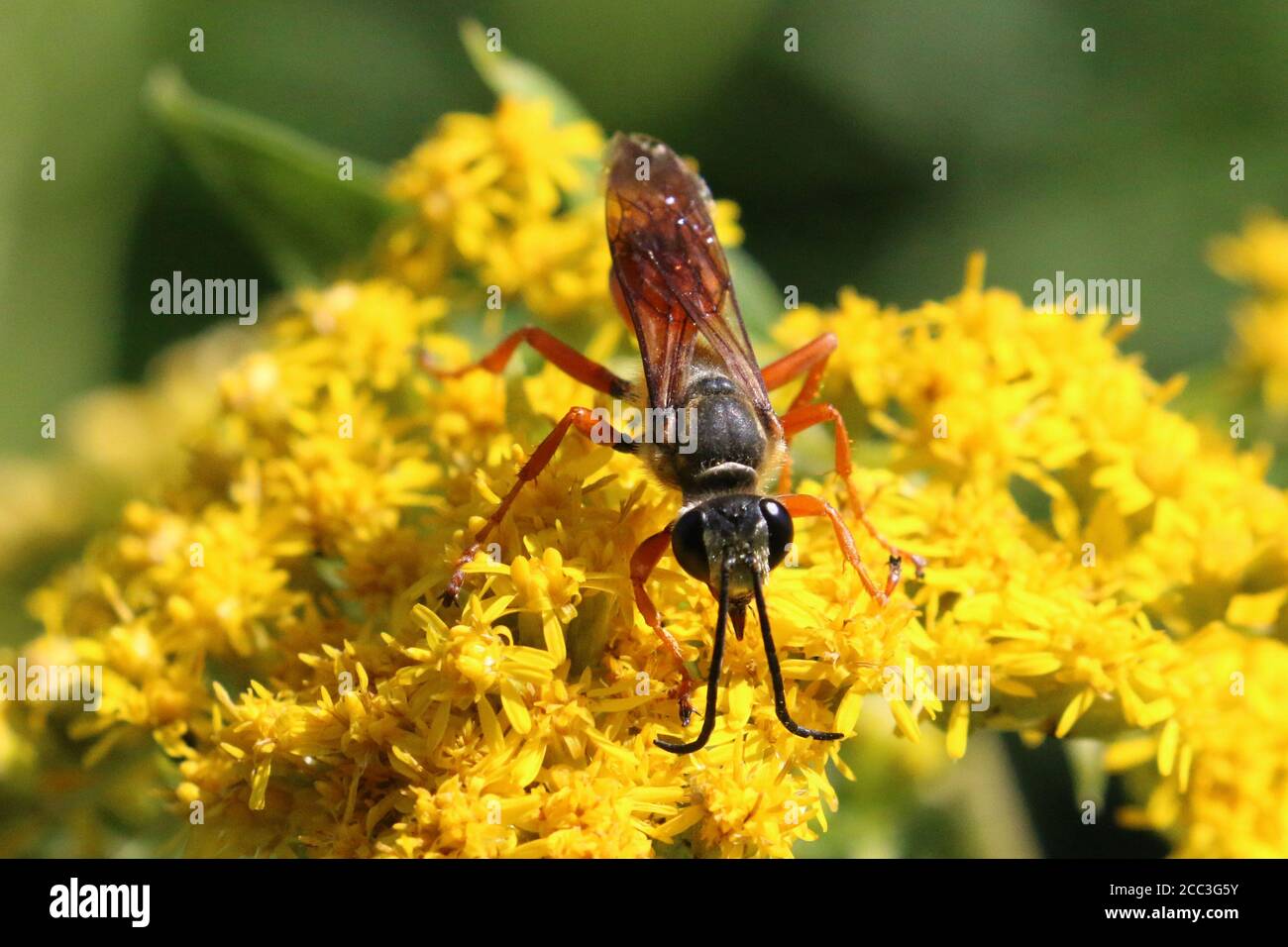 Red Paper wasp Stock Photo - Alamy