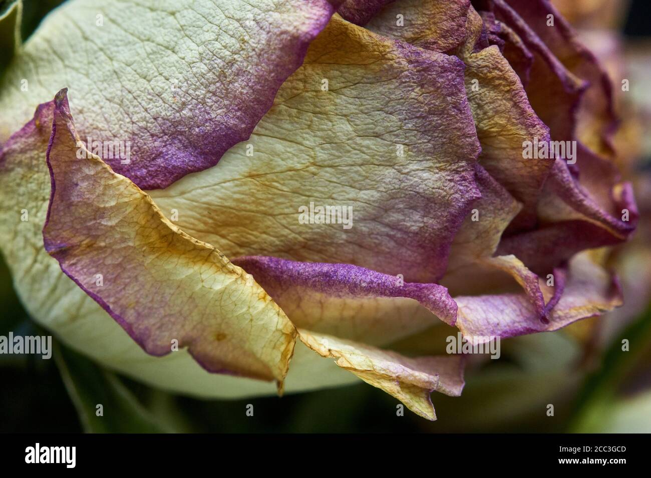 cut roses a little past their prime and dying Stock Photo Alamy