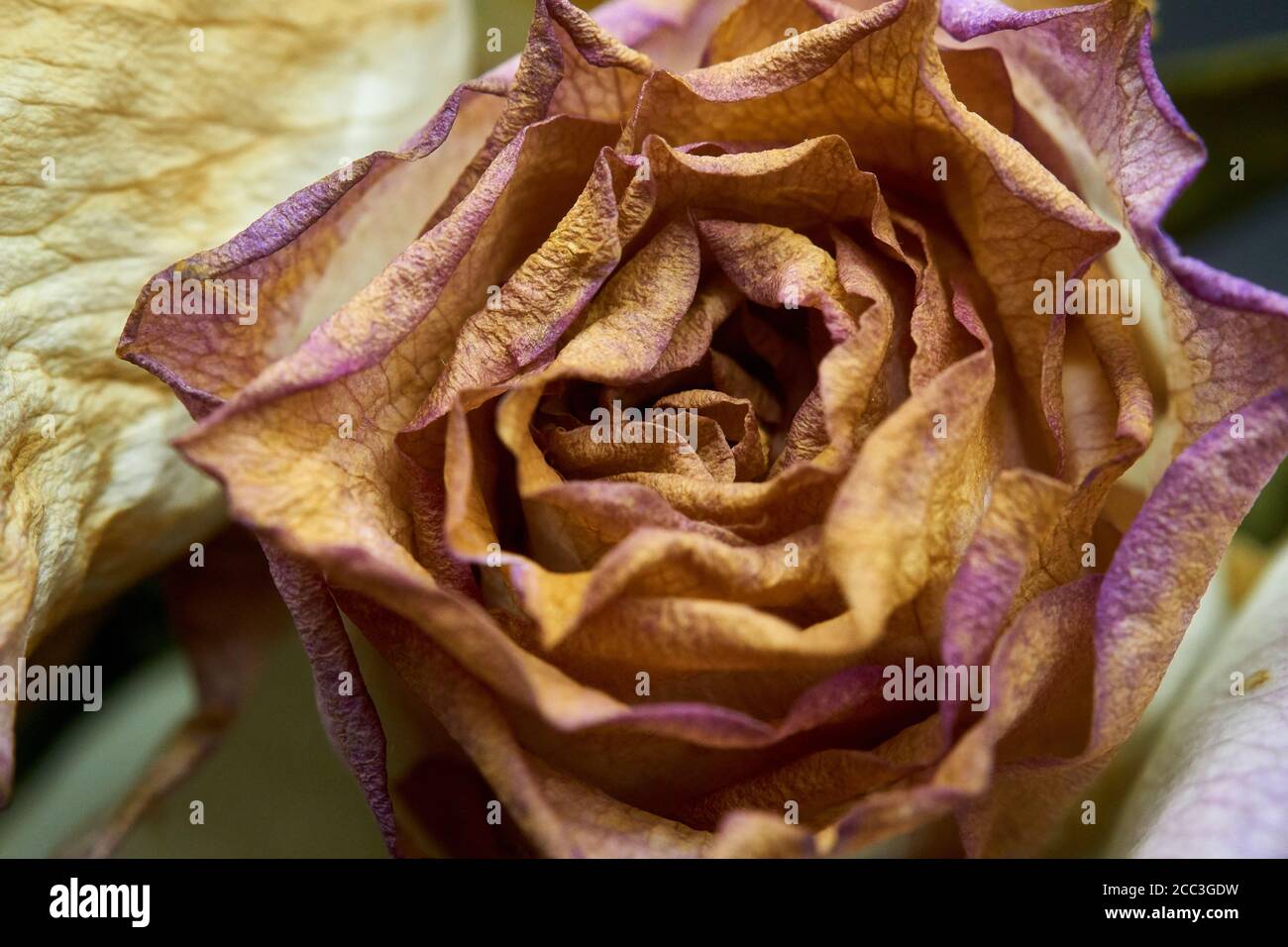 cut roses a little past their prime and dying Stock Photo Alamy