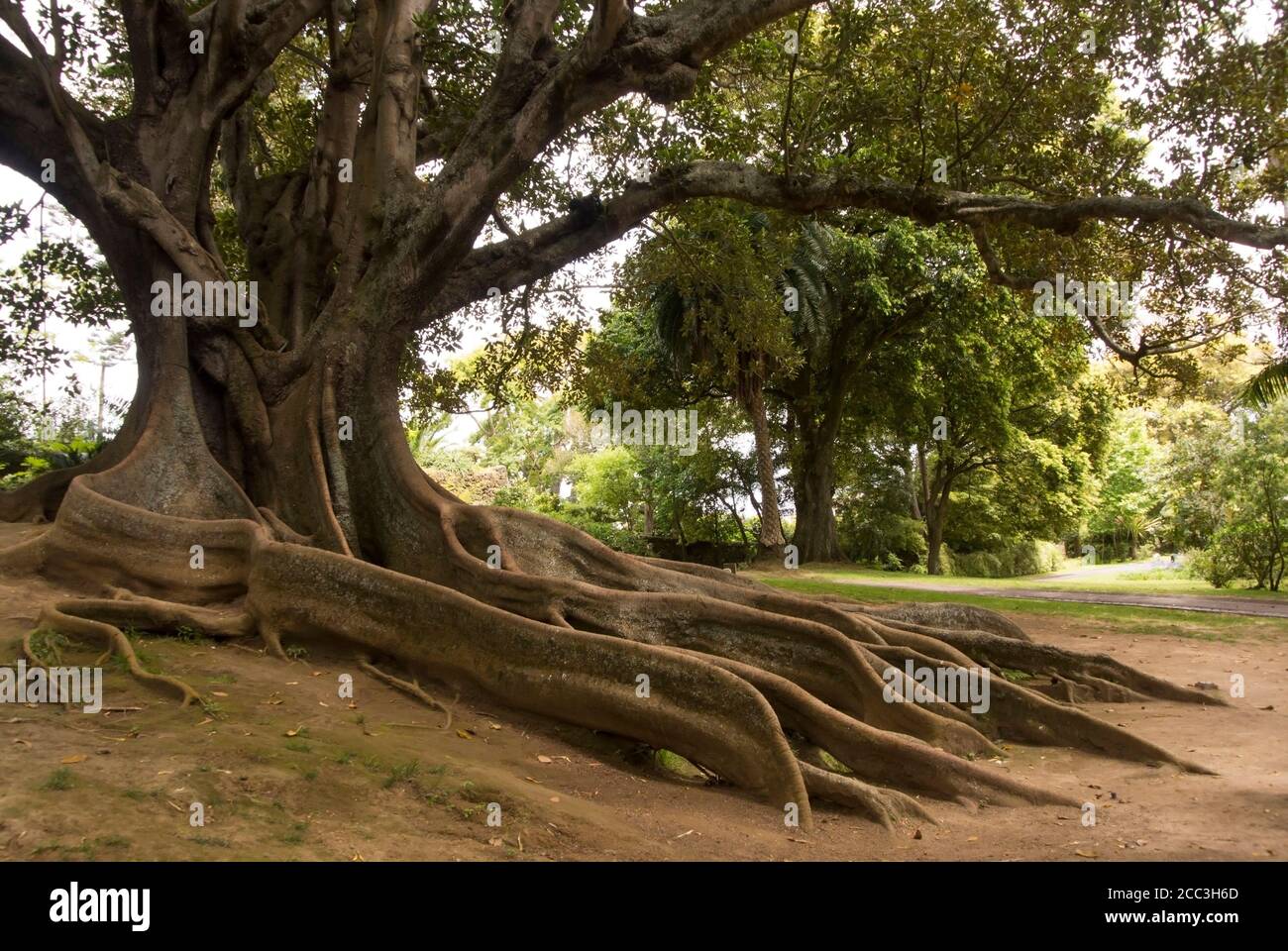 Big curved trunk of australian banyan tree, also known as ficus