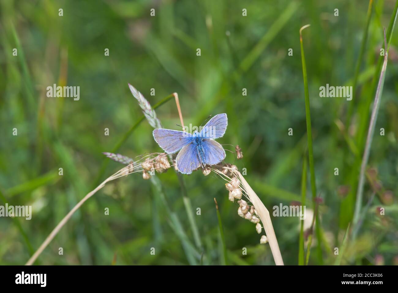 Hot Weather Insect High Resolution Stock Photography and Images - Alamy