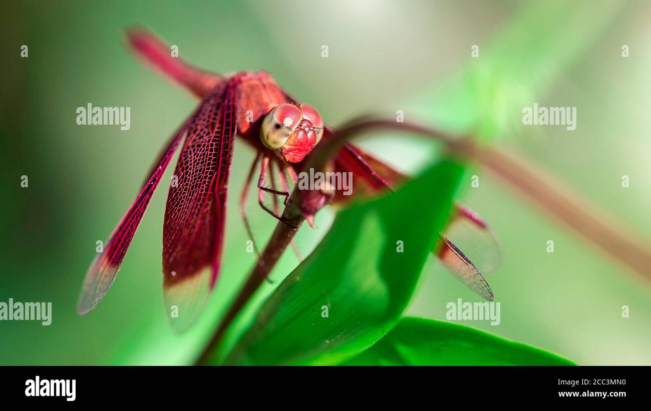 Insect Life In Rainforest High Resolution Stock Photography And Images Alamy