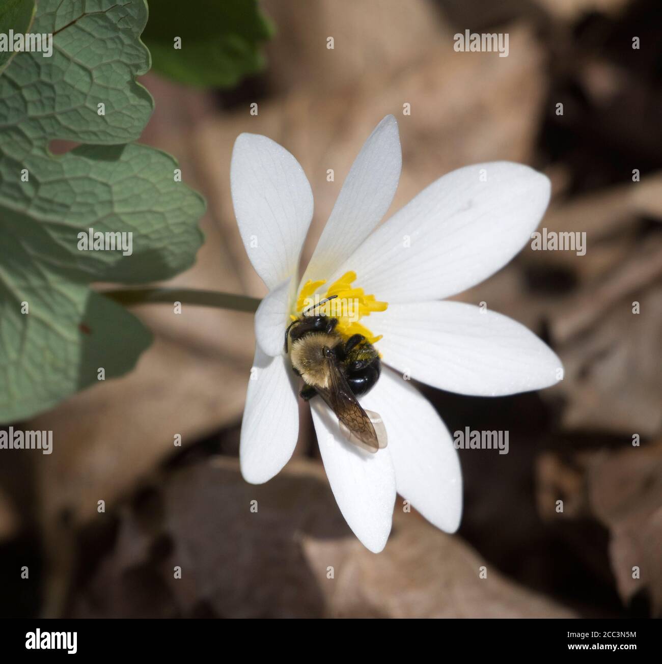 Large mining bee, Andrena sp., on Bloodroot, Sanguinaria canadensis, early spring wildflower Stock Photo