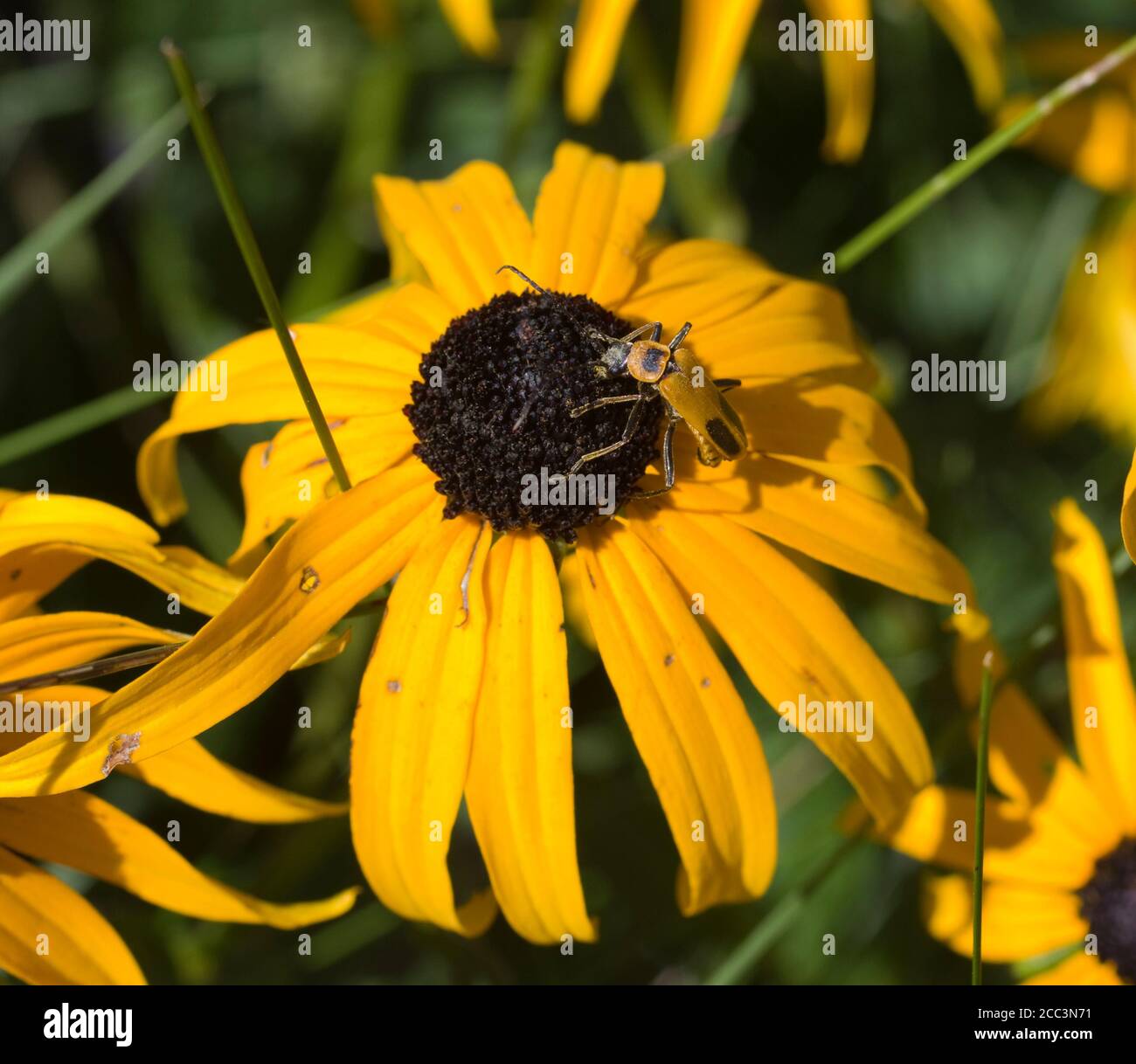 Pennsylvania Leatherwing Beetle, Chauliognathus pensylvanicus or Soldier Beetle hunting aphids other insect larvae on Blackeyed Susan, Rudbeckia hirta Stock Photo
